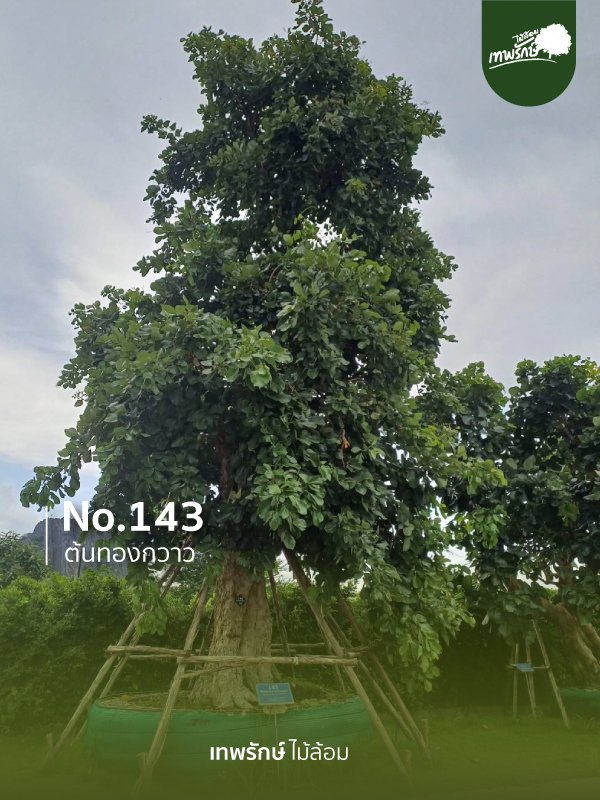 ต้นทองกวาว No.143