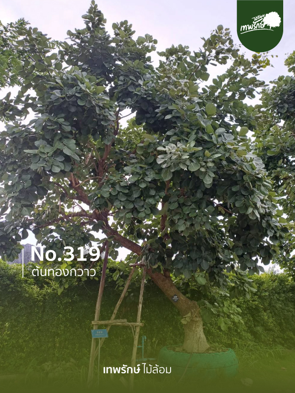 ต้นทองกวาว No.319