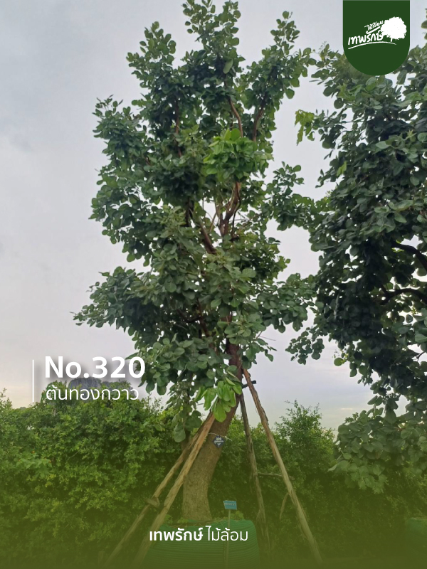 ต้นทองกวาว No.320