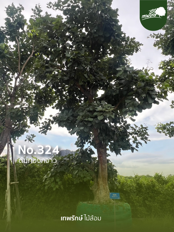ต้นทองกวาว No.324