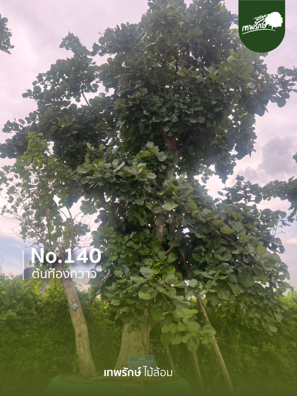 ต้นทองกวาว No.140
