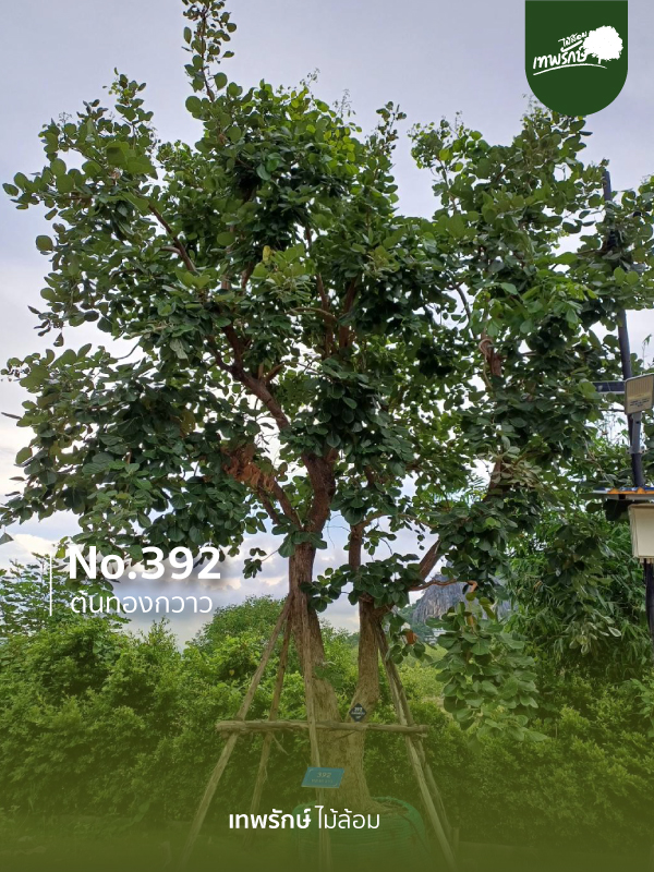 ต้นทองกวาว No.392