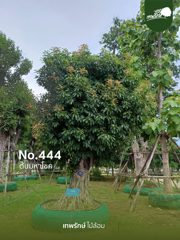 ต้นมหาโชค No.444