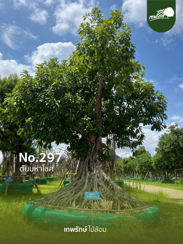 ต้นมหาโชค No.297