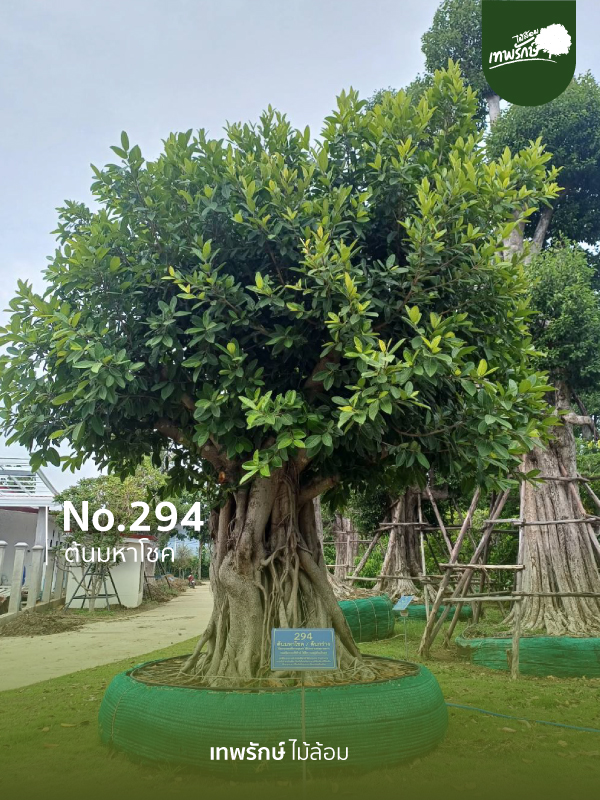 ต้นมหาโชค No.294
