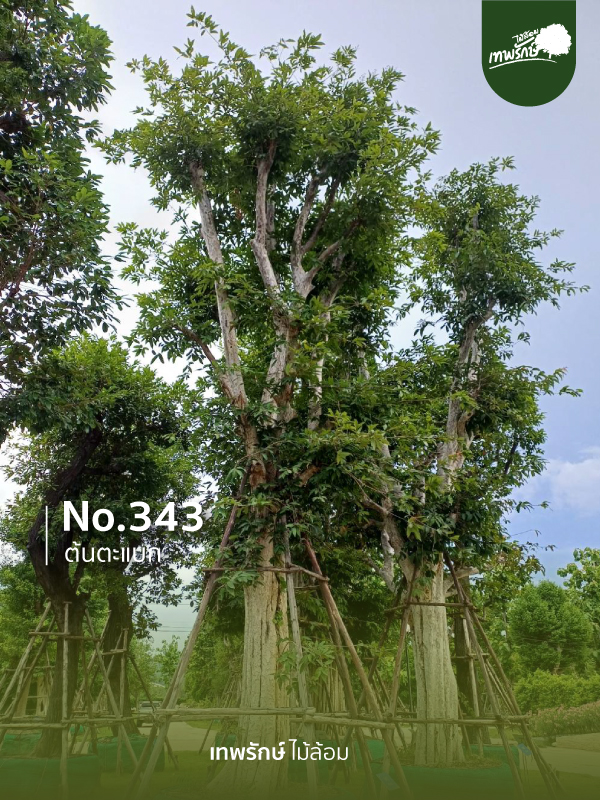 ต้นตะแบก No.343