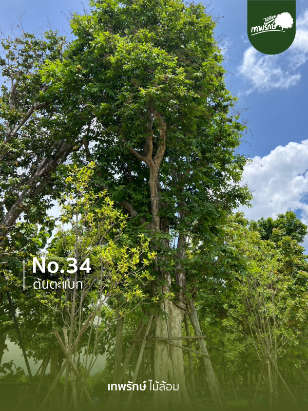 ต้นตะแบก No.34