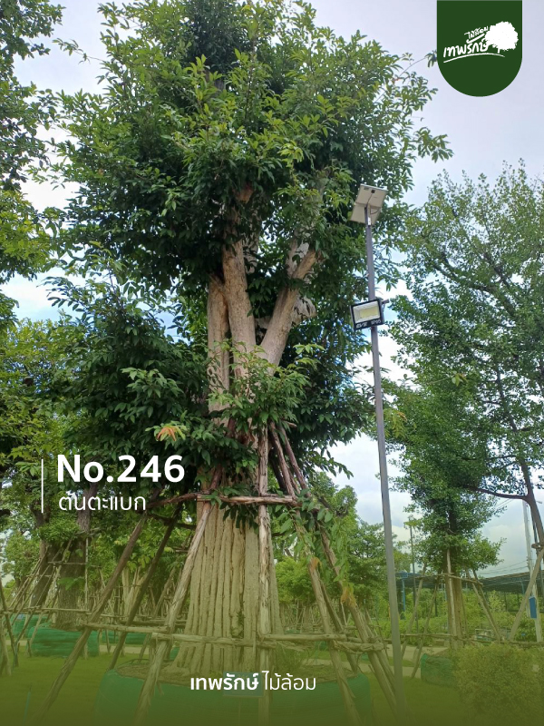 ต้นตะแบก No.246