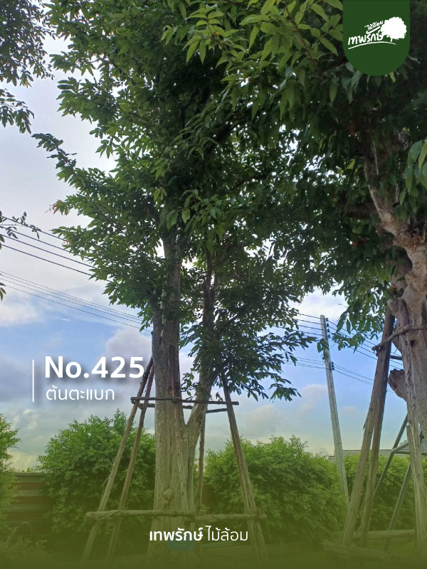 ต้นตะแบก No.425