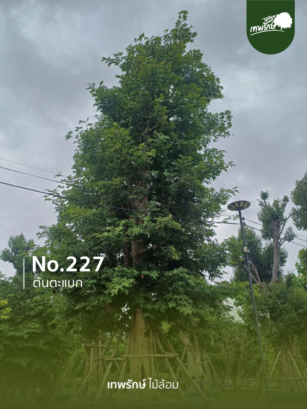 ต้นตะแบก No.227