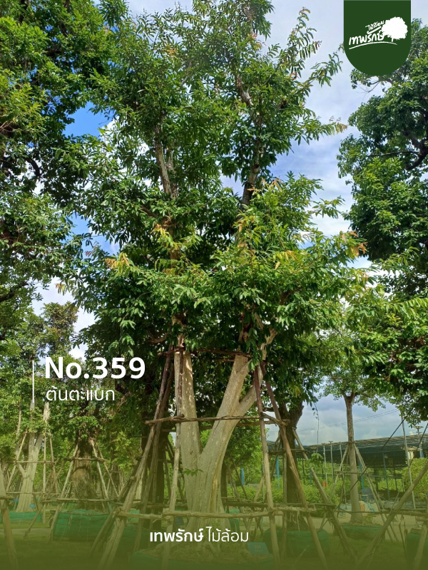 ต้นตะแบก No.359
