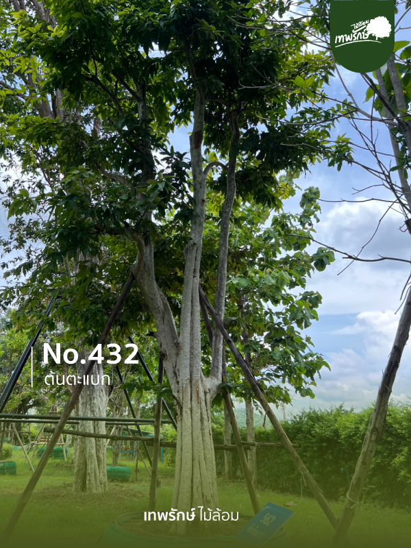 ต้นตะแบก No.432