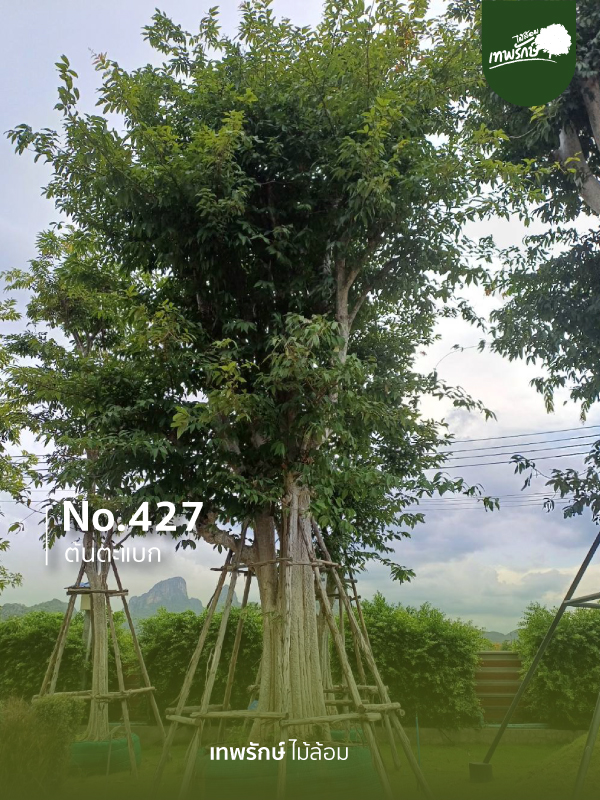 ต้นตะแบก No.427