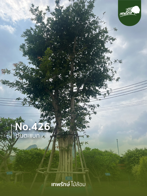 ต้นตะแบก No.426