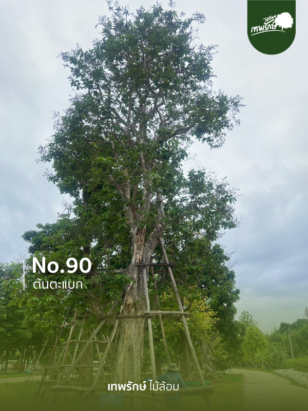 ต้นตะแบก No.90