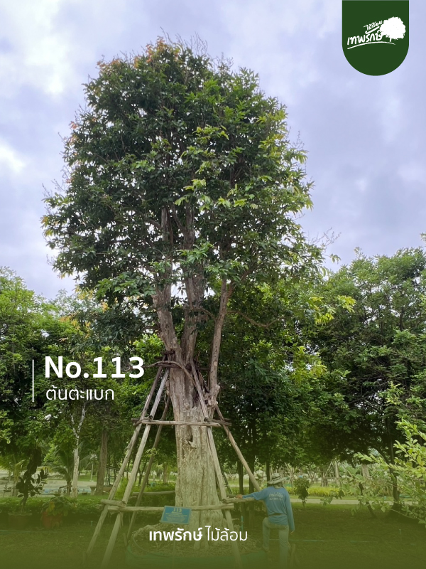 ต้นตะแบก No.113