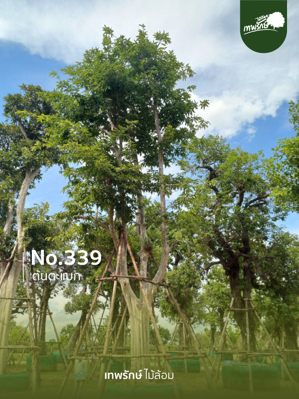 ต้นตะแบก No.339