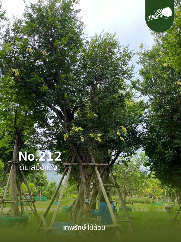 ต้นเสม็ดแดง No.212