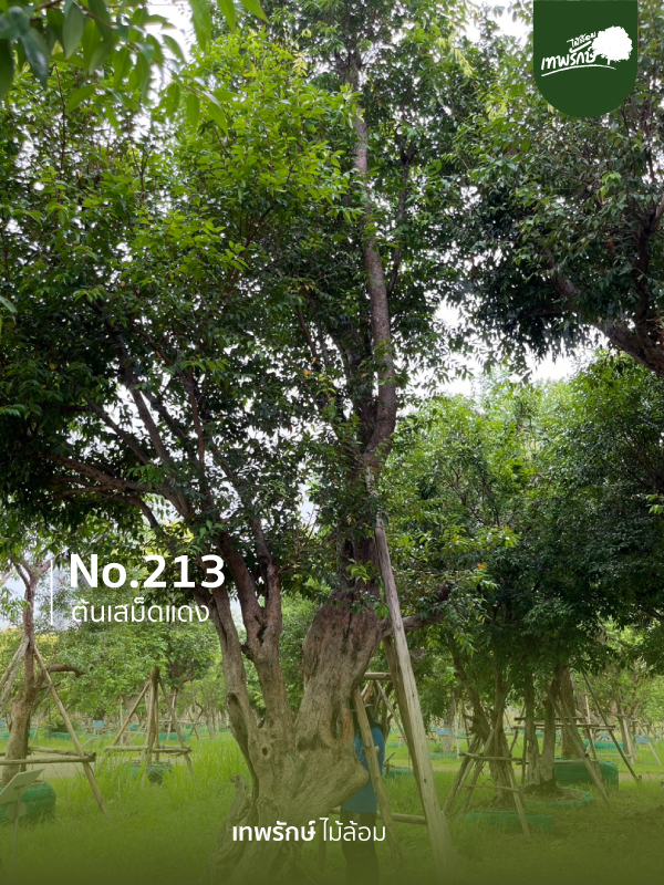 ต้นเสม็ดแดง No.213