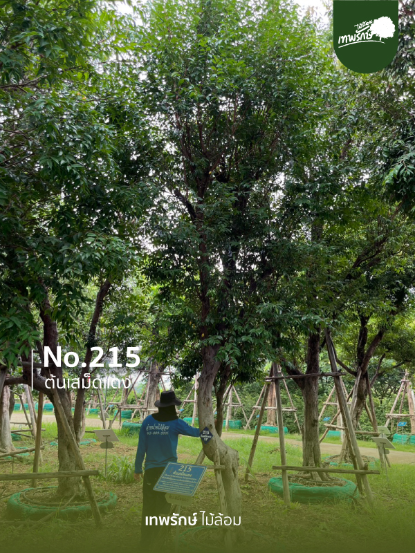 ต้นเสม็ดแดง No.215