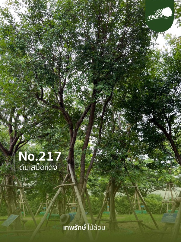 ต้นเสม็ดแดง No.217