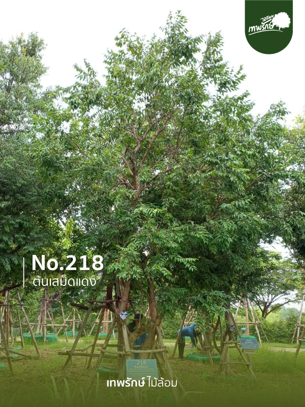 ต้นเสม็ดแดง No.218