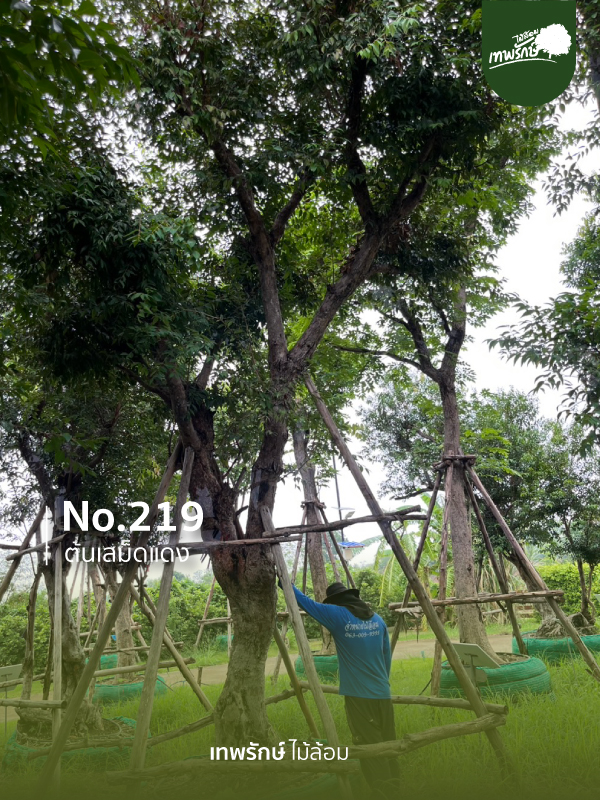 ต้นเสม็ดแดง No.219