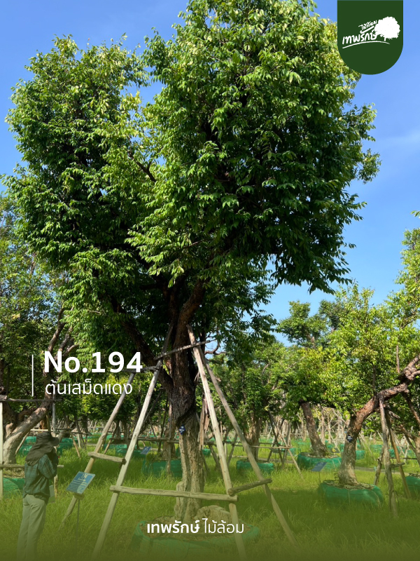 ต้นเสม็ดแดง No.194