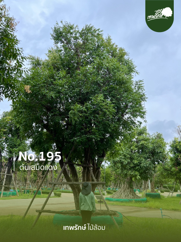 ต้นเสม็ดแดง No.195