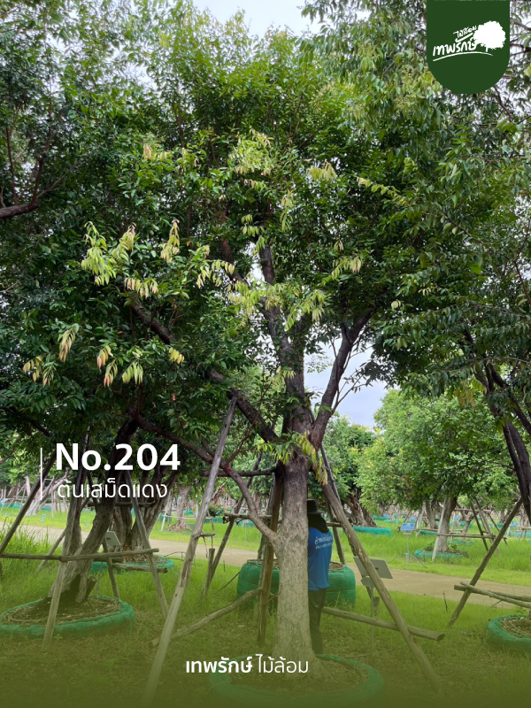 ต้นเสม็ดแดง No.204