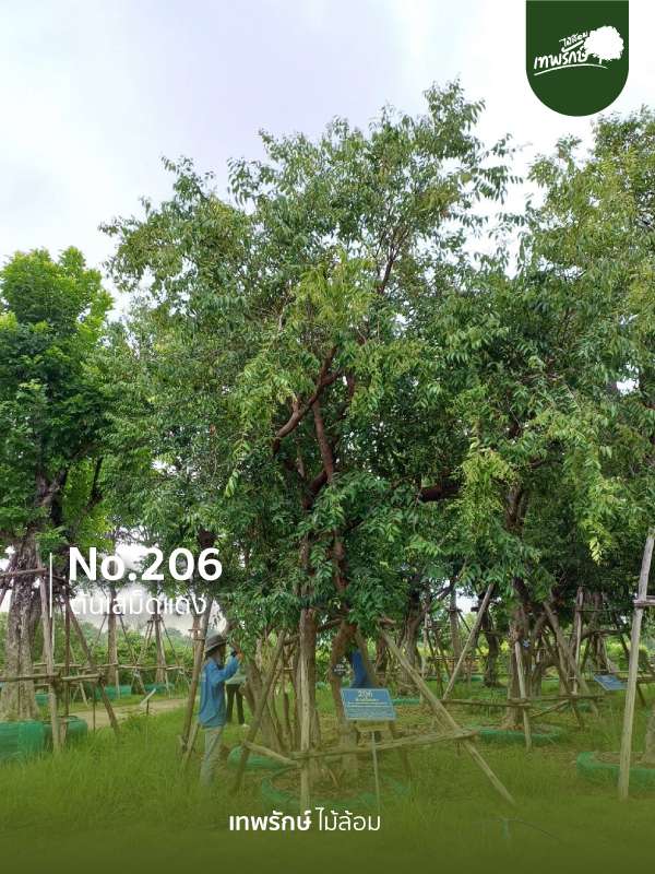 ต้นเสม็ดแดง No.206
