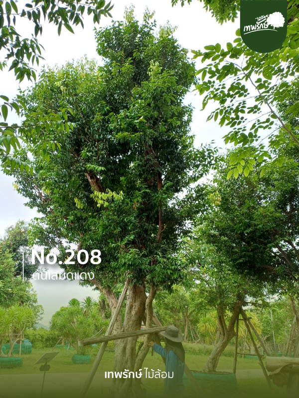 ต้นเสม็ดแดง No.208