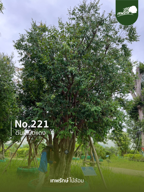 ต้นเสม็ดแดง No.221