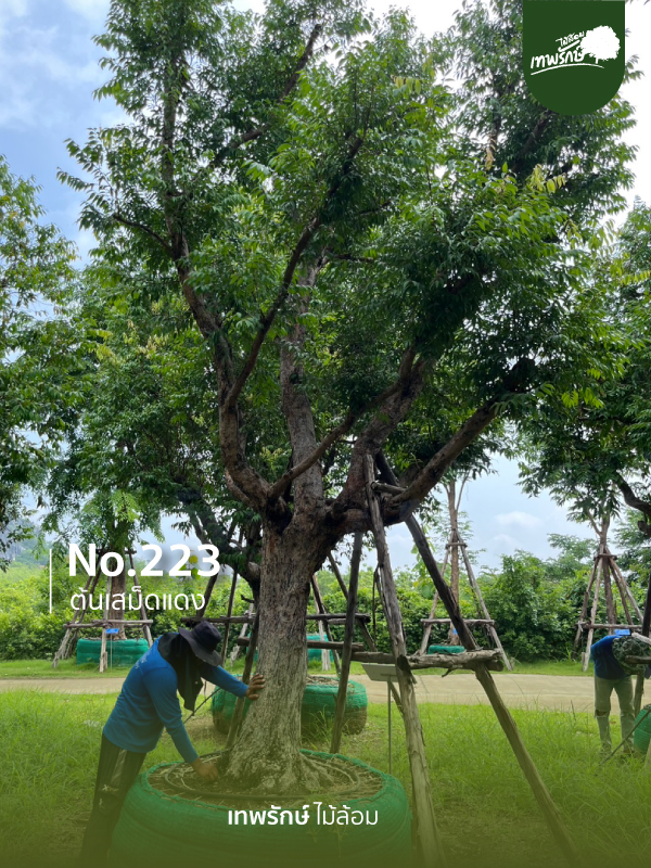 ต้นเสม็ดแดง No.223
