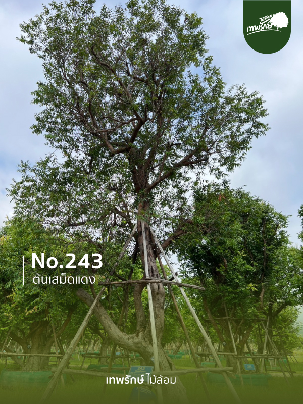 ต้นเสม็ดแดง No.243