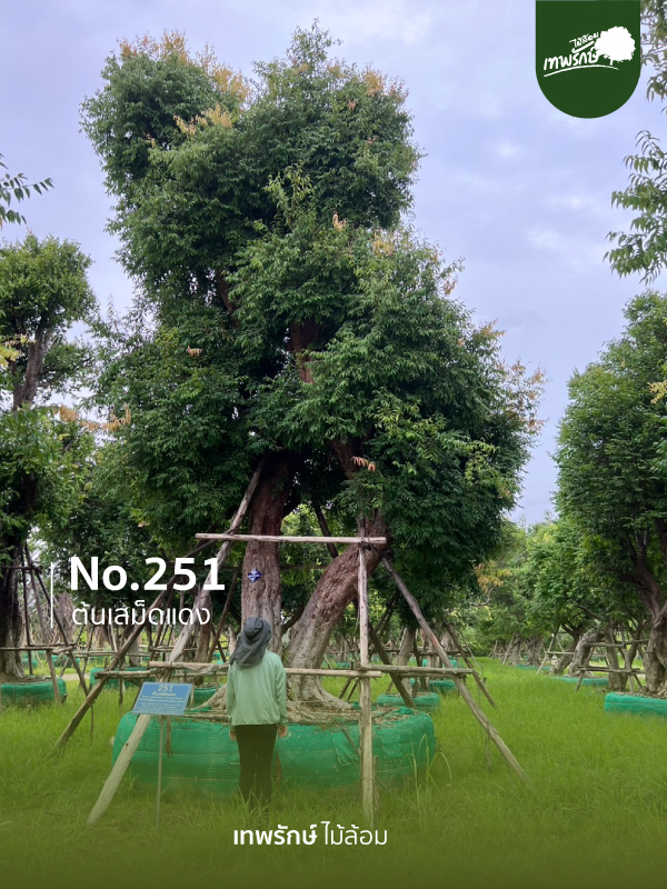 ต้นเสม็ดแดง No.251