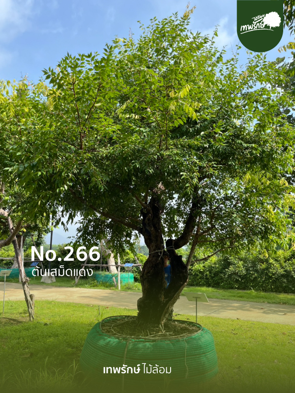 ต้นเสม็ดแดง No.266
