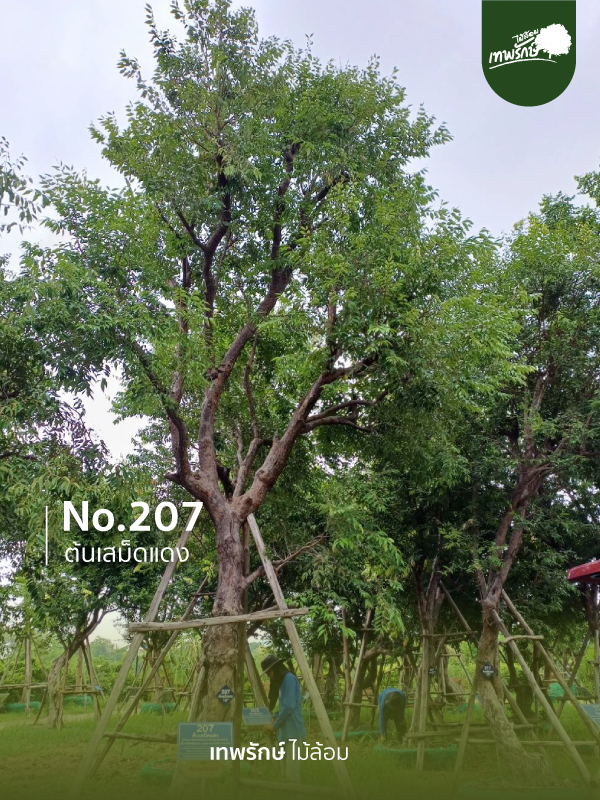 ต้นเสม็ดแดง No.207