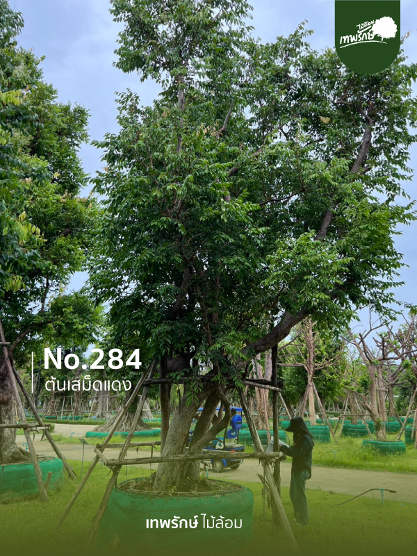 ต้นเสม็ดแดง No.284