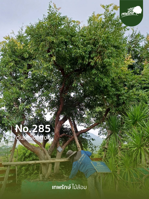 ต้นเสม็ดแดง No.285