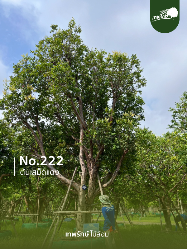 ต้นเสม็ดแดง No.222