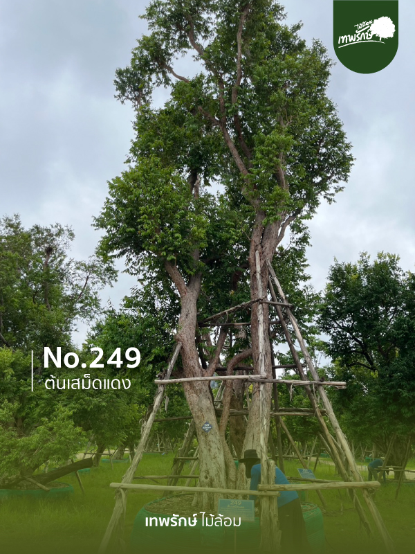 ต้นเสม็ดแดง No.249