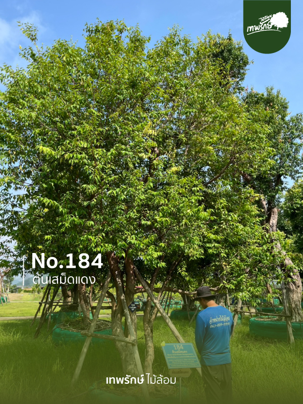 ต้นเสม็ดแดง No.184