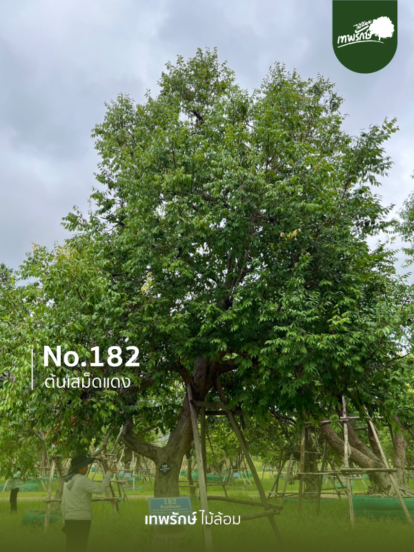 ต้นเสม็ดแดง No.182
