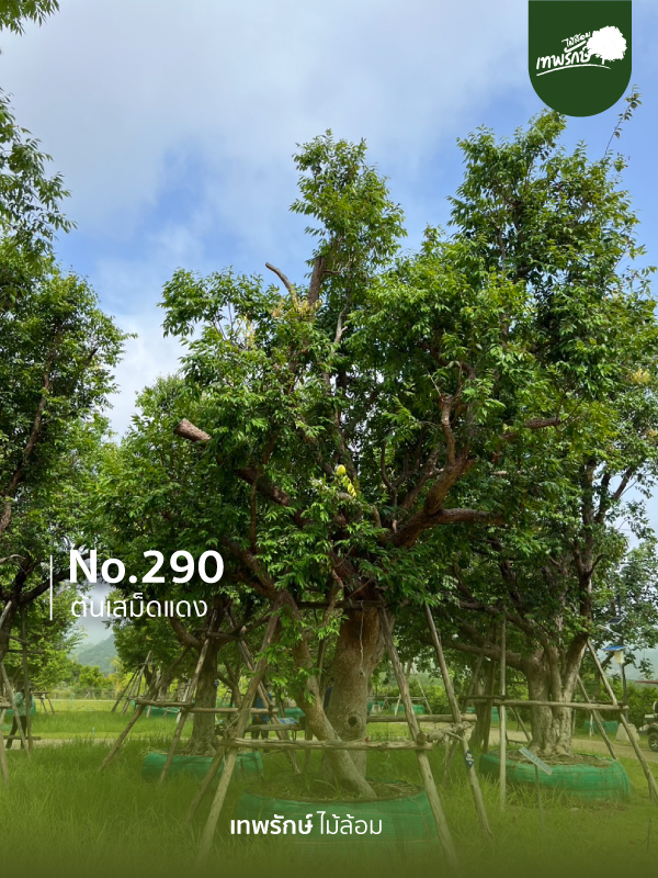 ต้นเสม็ดแดง No.290