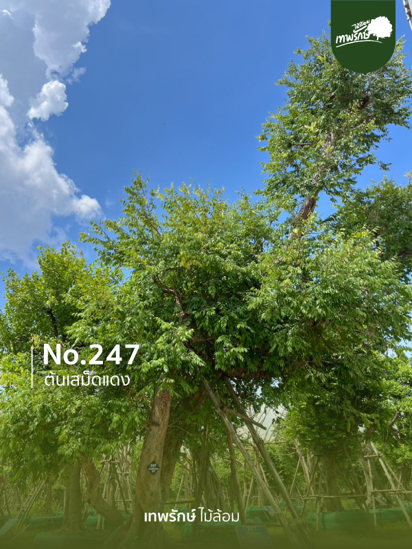ต้นเสม็ดแดง No.247