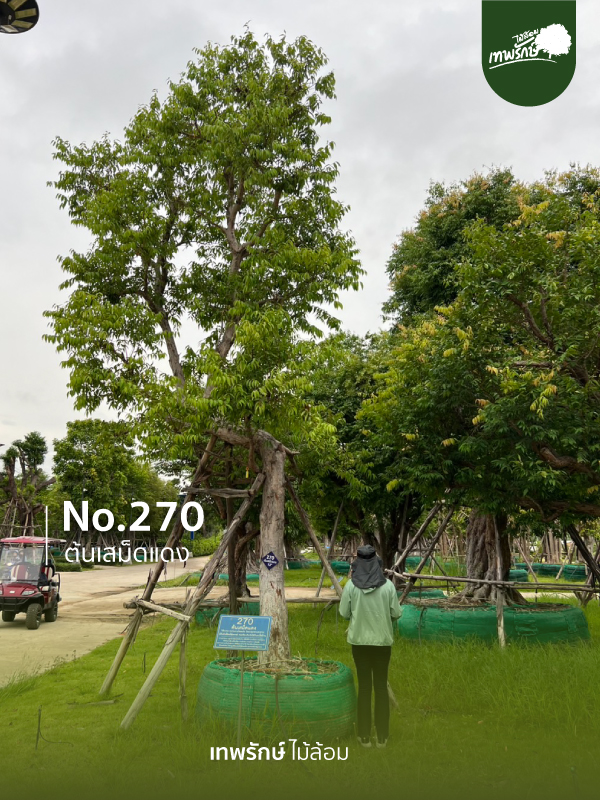 ต้นเสม็ดแดง No.270