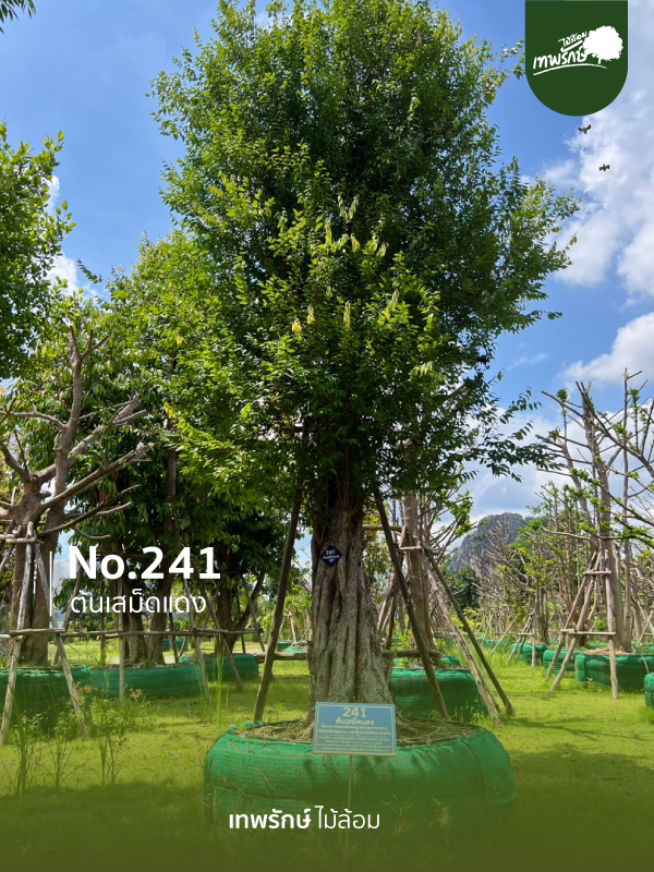 ต้นเสม็ดแดง No.241