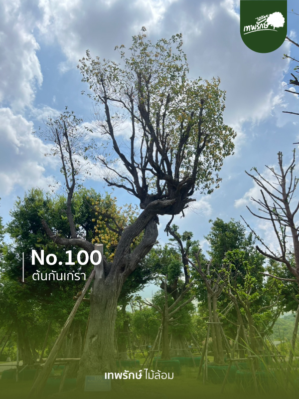 ต้นกันเกรา No.100