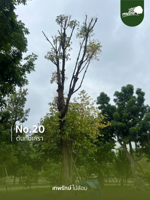 ต้นกันเกรา No.20